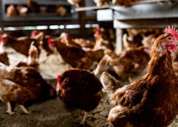 Egg prices plunge as avian flu impact eases, but risks remain