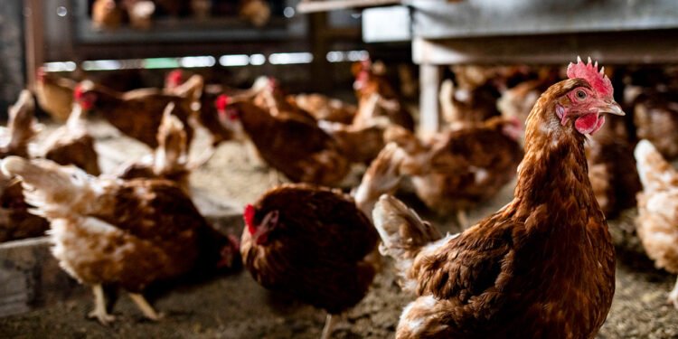 Egg prices plunge as avian flu impact eases, but risks remain