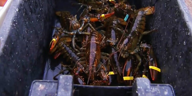 Maine lobster industry hit by harsh winter, falling catch and rising costs